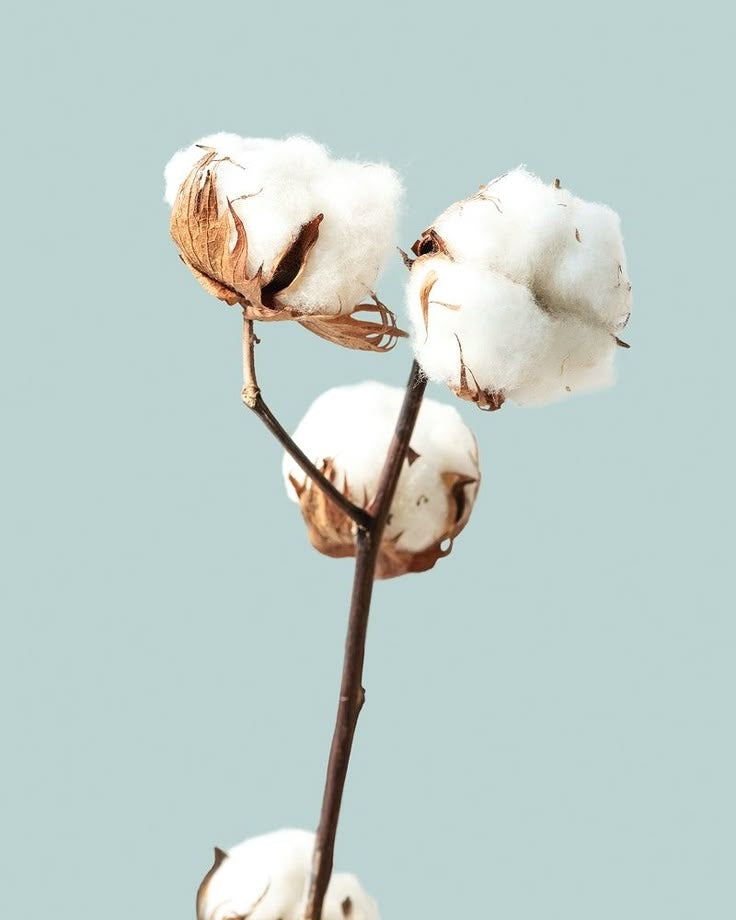Ménage de printemps
