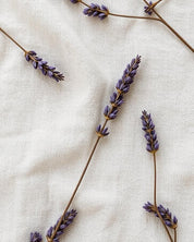 Lavender Dream